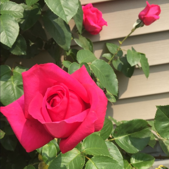 Meet your Posher, Laura - Picture 3 of 3